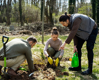 Tree plantation activity